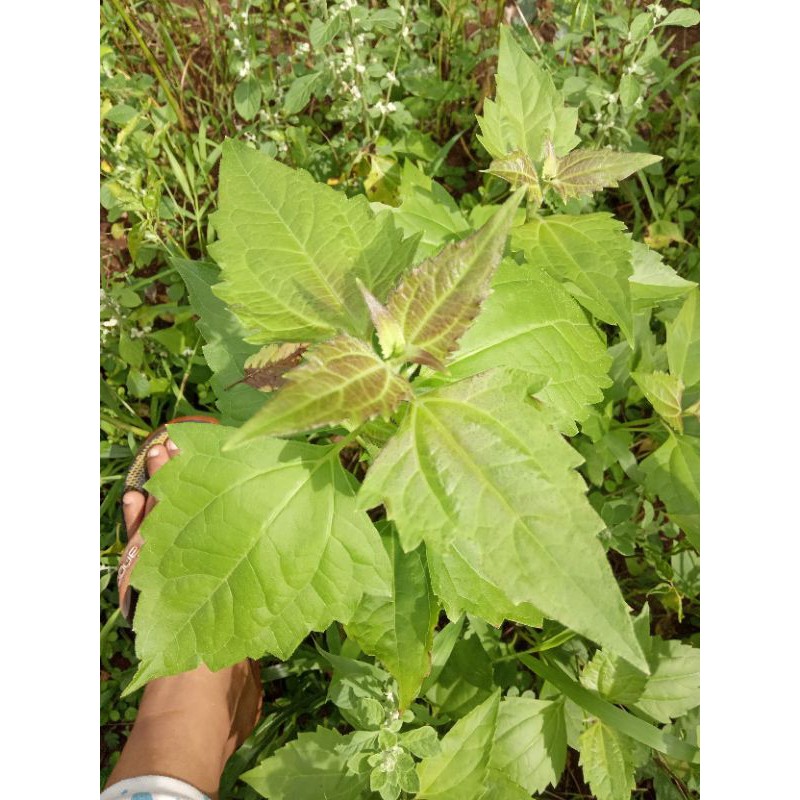 

Daun balakacida segar, daun enye, obat herbal, tanaman obat