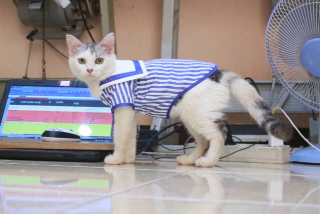 Kemeja ala sailor strip biru lucu untuk kucing dan anjing size S-XL