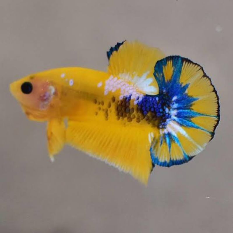 ikan cupang yellow fancy / cupang yellow fancy / cupang fancy promo