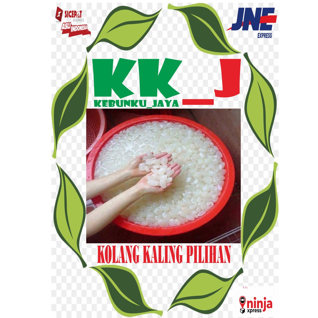 

KOLANG KALING SEGAR 500 GRAM SUPER BERKUALITAS 100% MURAH