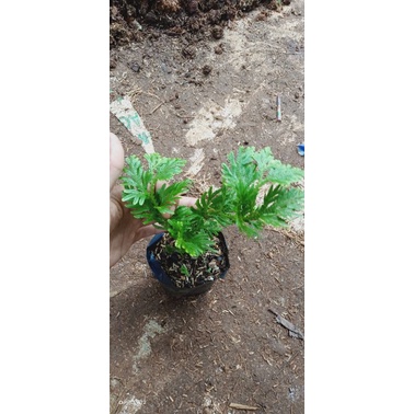 tanaman cakar ayam/tanaman herbal cakar ayam/tanaman hias cakar ayam