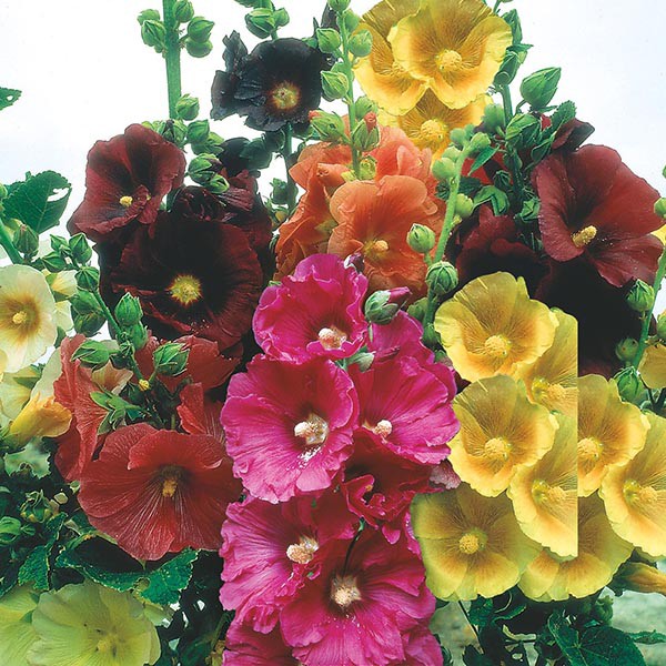 Benih Bibit Biji - Bunga Hollyhock Giant Single Mixed Flower Seeds - IMPORT