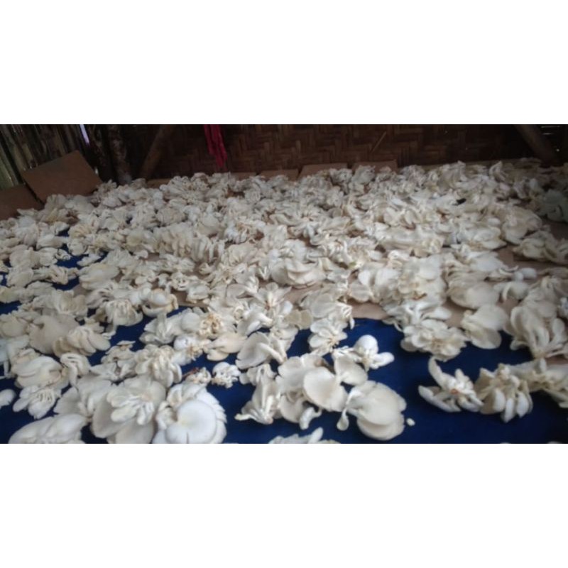 Bibit Jamur tiram putih f1