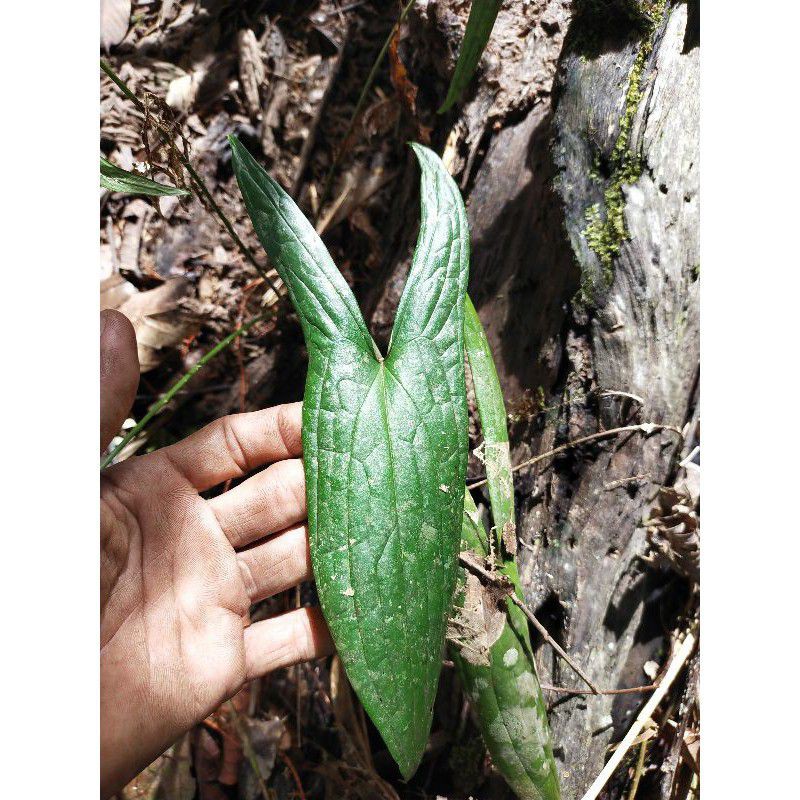 bonggol Alocasia cyrtosperma Tanaman Hias Keladi Berduri