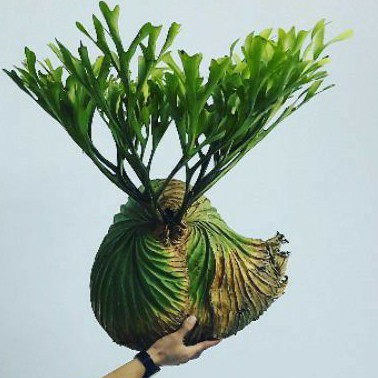 Platycerium Ridleyi | Tanduk Rusa | Simbar Menjangan