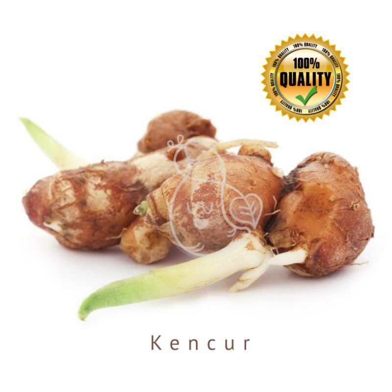 

Kencur 1000g Rempah - Rempah / Ubimart Official