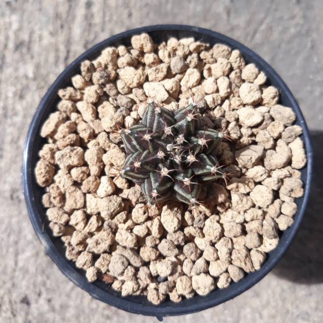 Miha hybrid / Lb hybrid