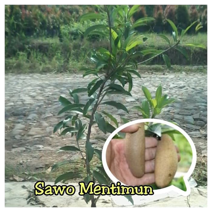 Bunga Jadi.. Bibit Sawo Mentimun - bukan benih, harga termurah.
