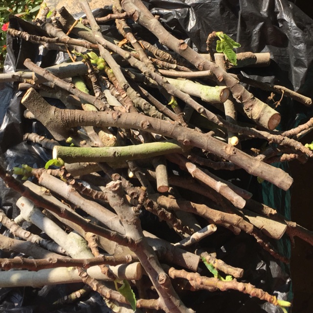 Cutting Murah Regato Popone Buah Belang  (Pohon Tin)