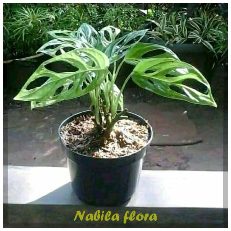 Pohon hias janda bolong monstera obliqua. murah