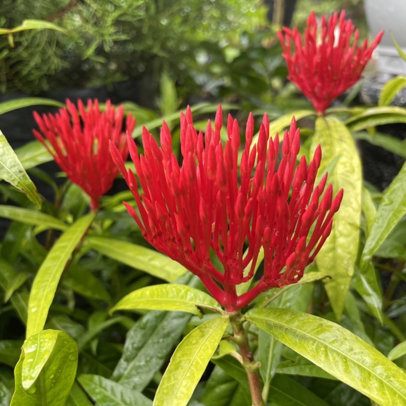 tanaman hias soka king / asoka king merah / asoka bunga besar