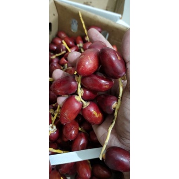 

kurma muda merah