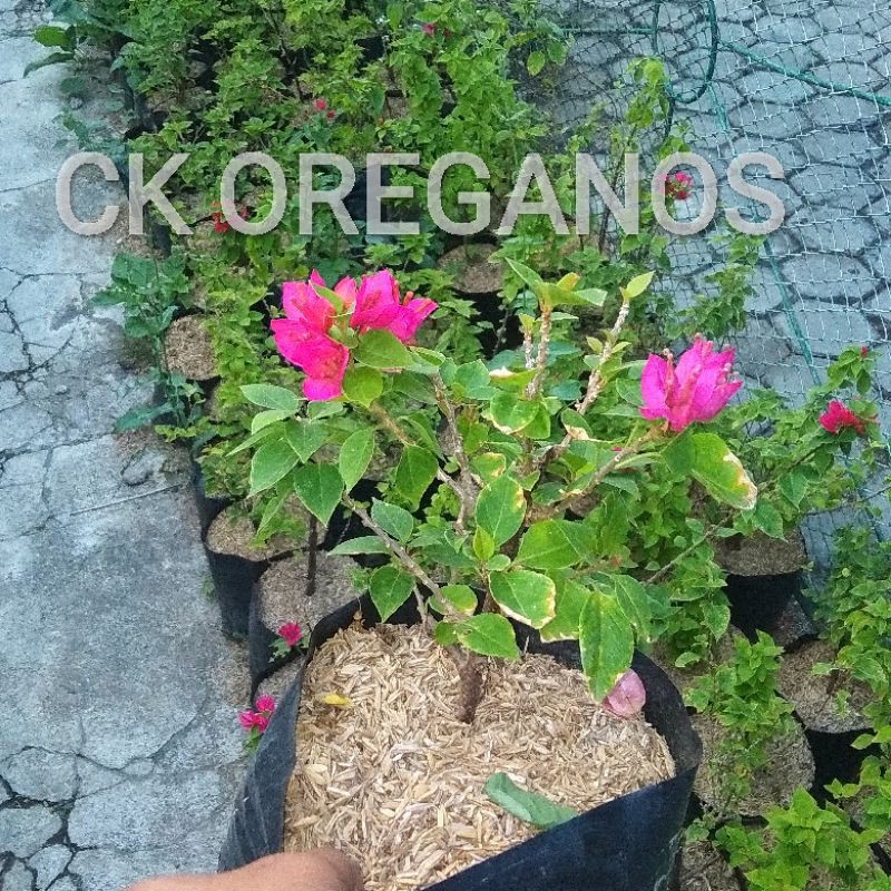 Bougenville singapore merah fanta