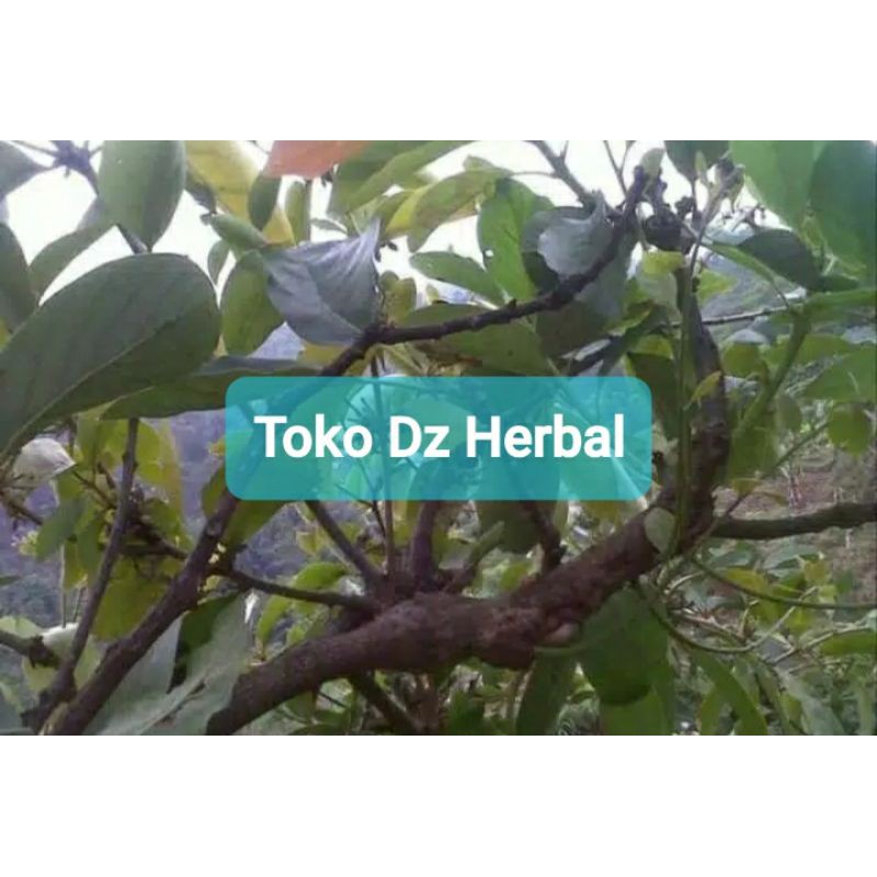 

Benalu Alpukat segar 500 gram petik langsung-az