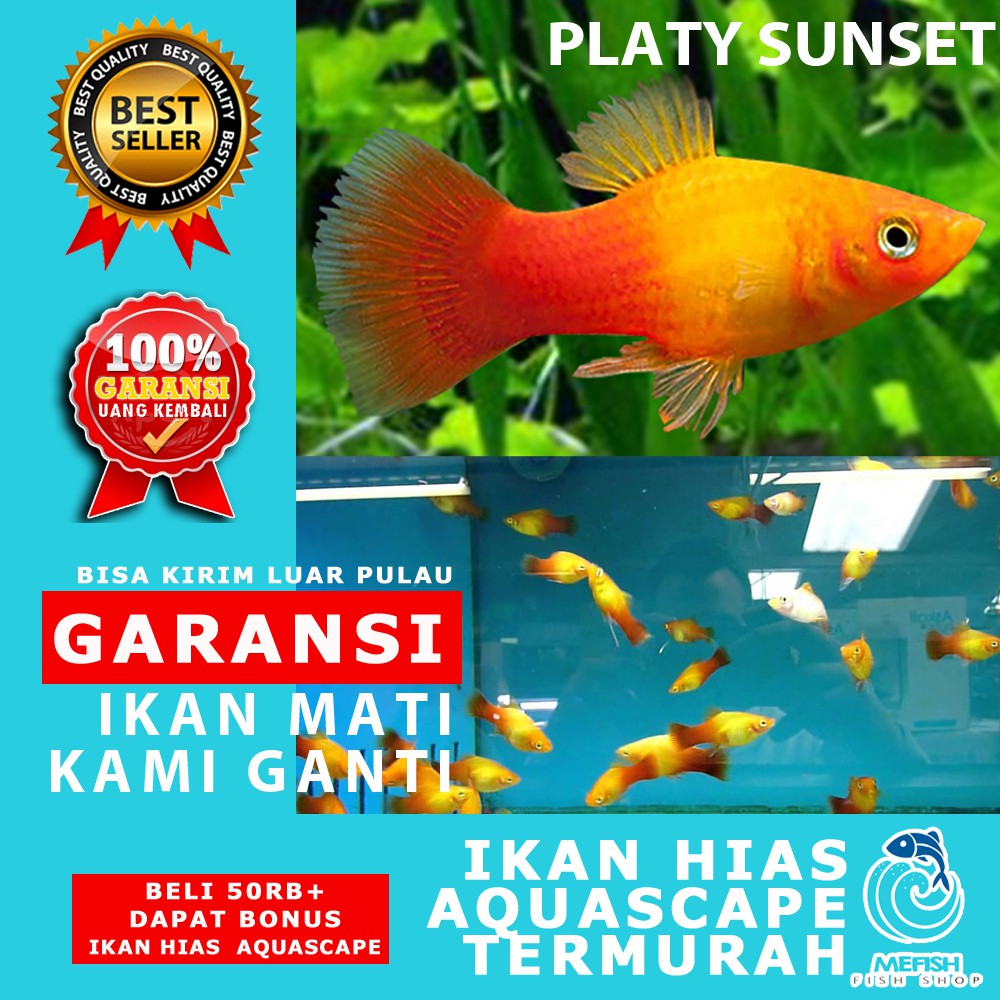 Ikan Aquascape / Ikan Hias Aquascape / Ikan Hias Aquarium - MEFISH_ID ( PLATY SUNSET )