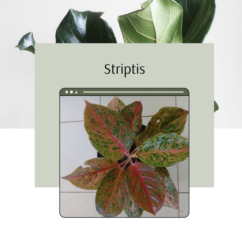 Tanaman Hias Striptis Aglonema Striptis aglaonema striptease , aglonema striptis