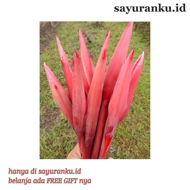 

kecombrang 250 gram sayur segar sayuran fresh pasar murah pasar jakarta