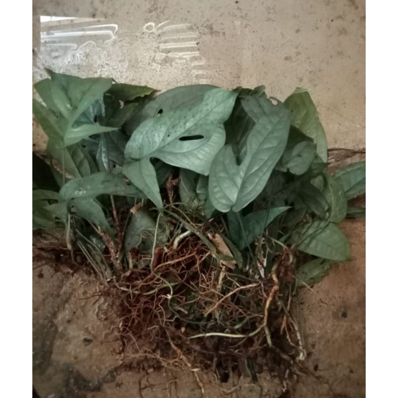 silver medium amydrium