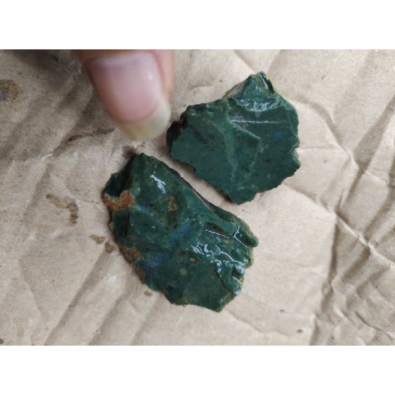 bacan hijau botol Halmahera