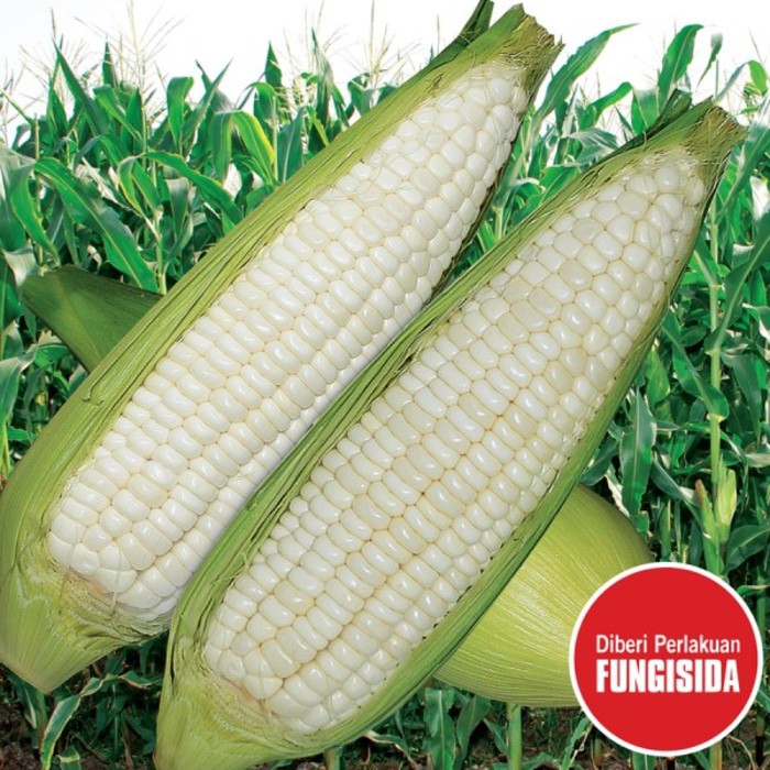 13 Benih Jagung Putih F1 bibit tanaman sayur sayuran ISI 12 - 15 benih