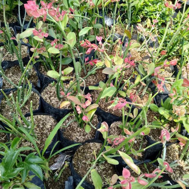 tanaman hias cucak rowo