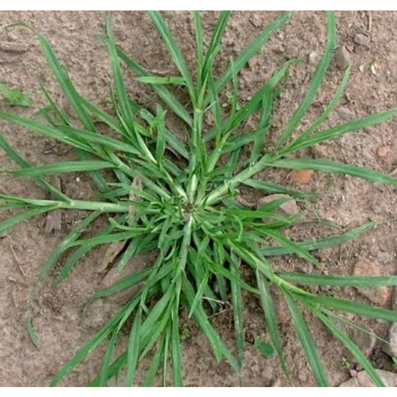 

Rumput belulang 1 kg rumput jampang segar obat herbal / rumput lulangan