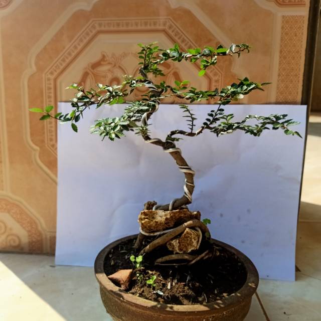 Bonsai ulmus micro - tanaman bonsai ulmus mikro
