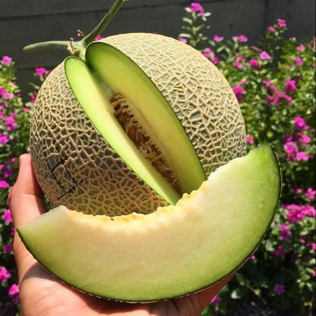 5 Biji Benih Melon hijau PERTIWI F1 dataran rendah Shopee Indonesia 5 Biji Benih Melon hijau PERTIWI F1 dataran rendah Shopee Indonesia
