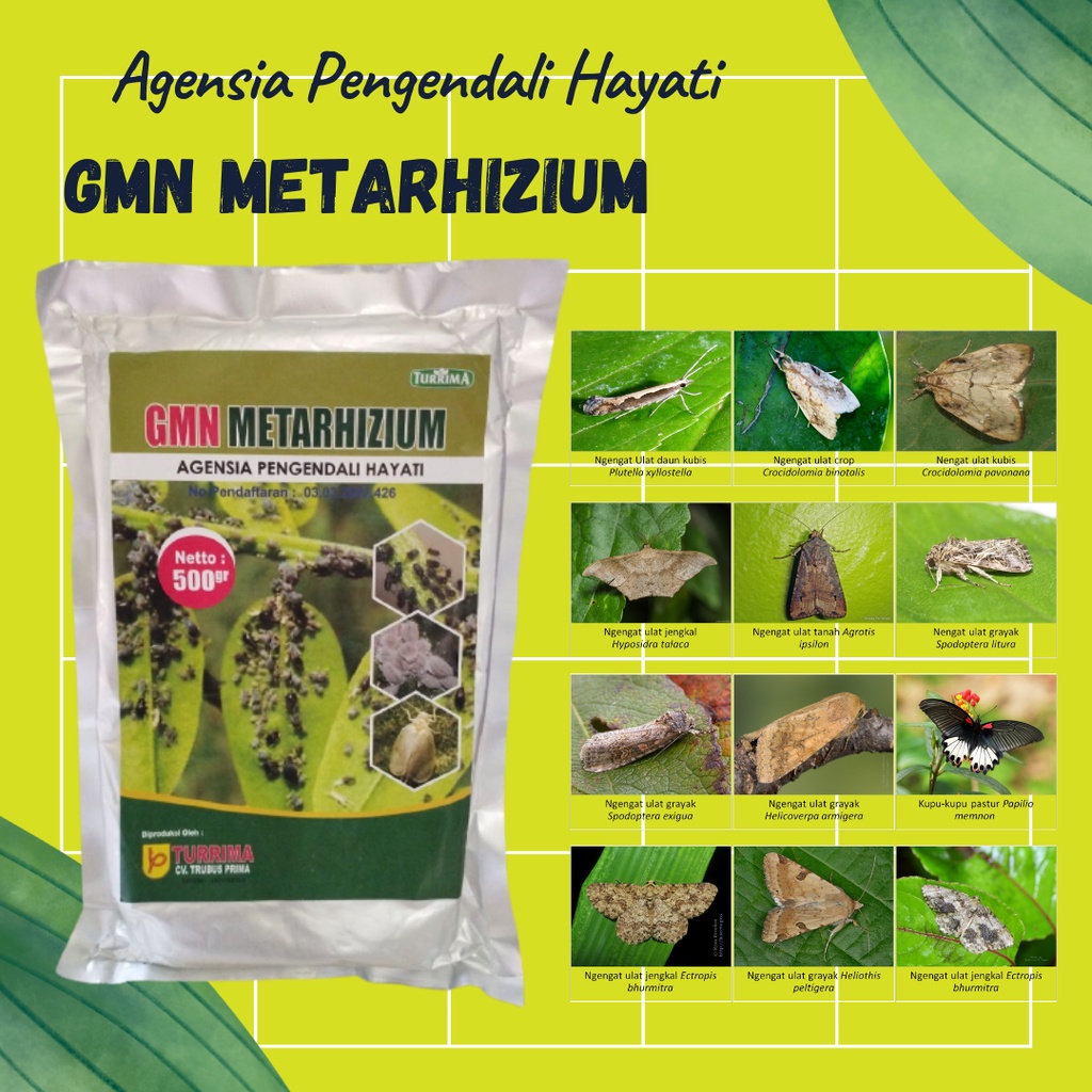 GMN METARHIZIUM, Insektisida Hayati, Pupuk Insektisida Organik Pembasmi Wereng