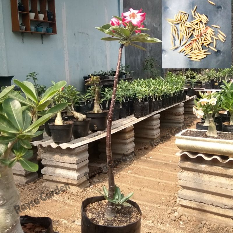 benih biji adenium black somalense