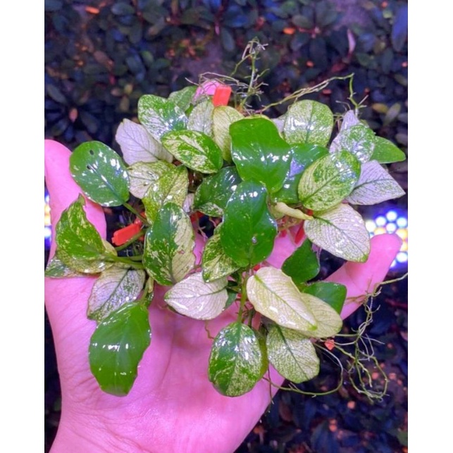 anubias_nana pinto_per1kg_original produk begeransi resmi dan terpercaya