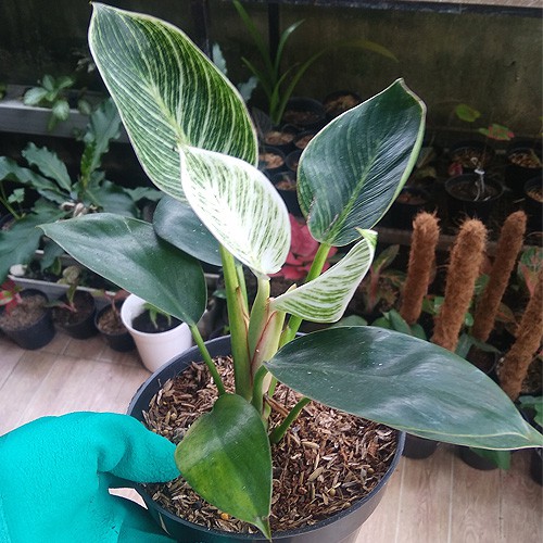 Philodendron Birkin Bibit Tanaman Hias