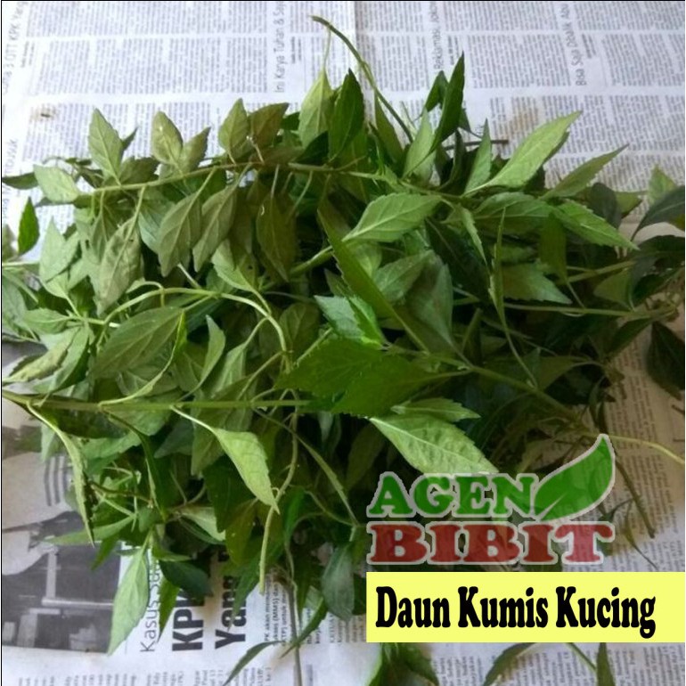 

Daun Kumis Kucing Segar 500 gram - Obat Ramuan dan Jamu Herbal