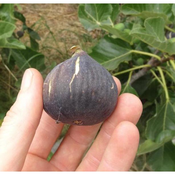 Bibit Buah Tin Jenis Black Madeira (Cangkok) Murmer Pkl