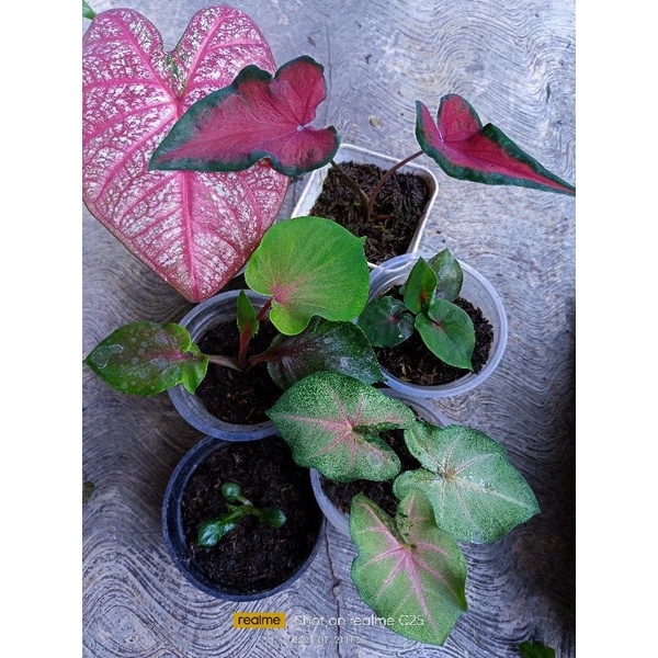 paket keladi super red ceria, anoman obong, blossom, hybrid pink rice,red butterfly