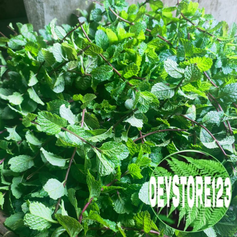

Daun Mint segar 500 grm daun keresmen