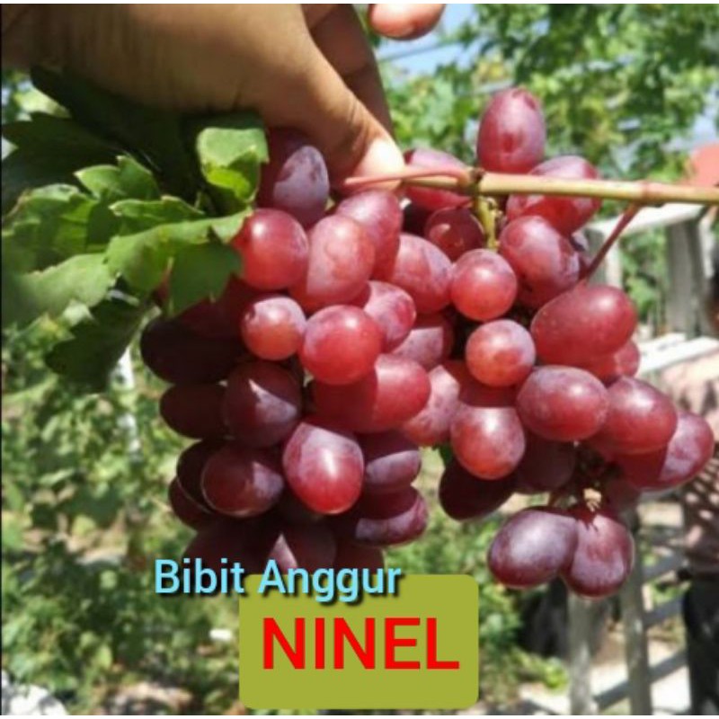 

Bibit Anggur Ninel