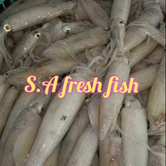 

Cumi fresh harian kualitas unggul size 15-10cm /kg