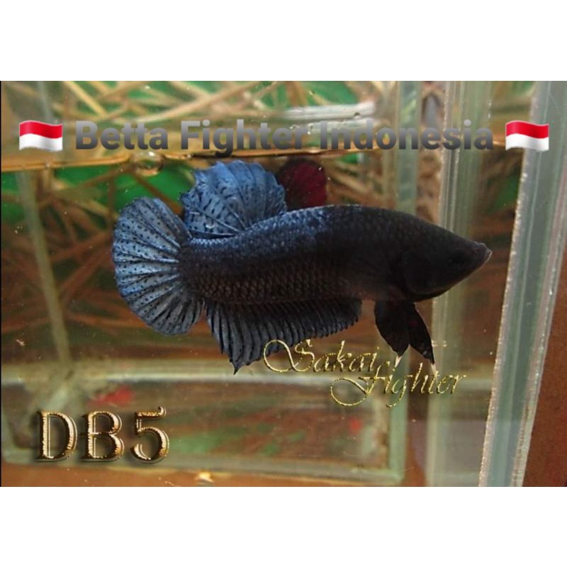 Ikan Cupang Aduan Sakai Fighter Ori Import Thailand Serie DB5