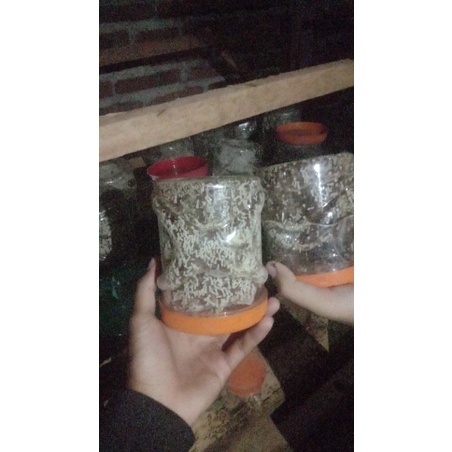 BIBIT SEMUT KROTO PRODUKTIF SIAP TERNAK DAN PANEN PAKET 5TOPLES BIBIT