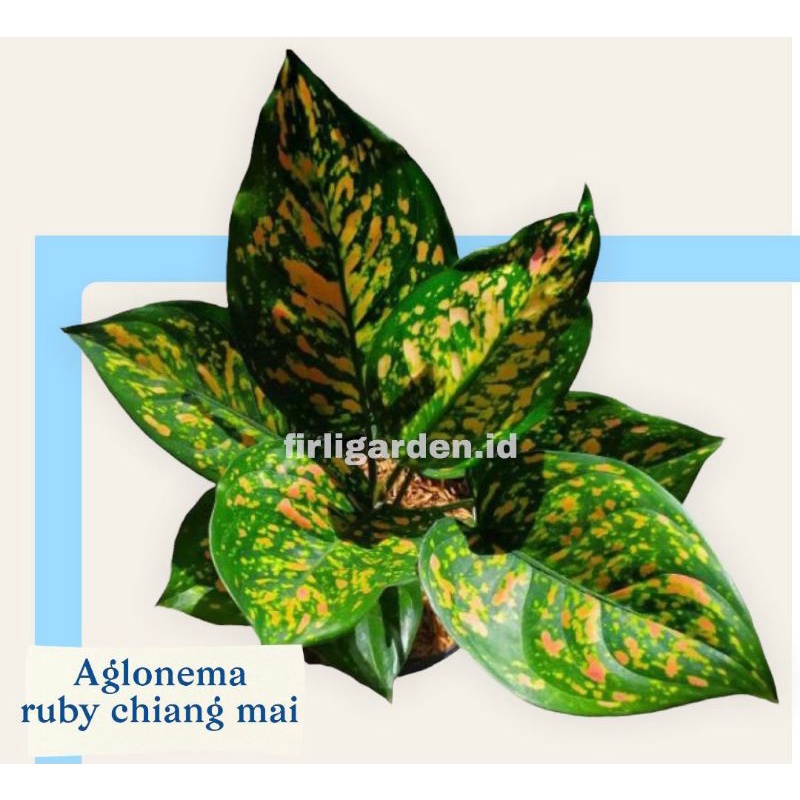 Tanaman hias aglonema Ruby chiang mai / Pohon asli aglonema Ruby chiag mai pink