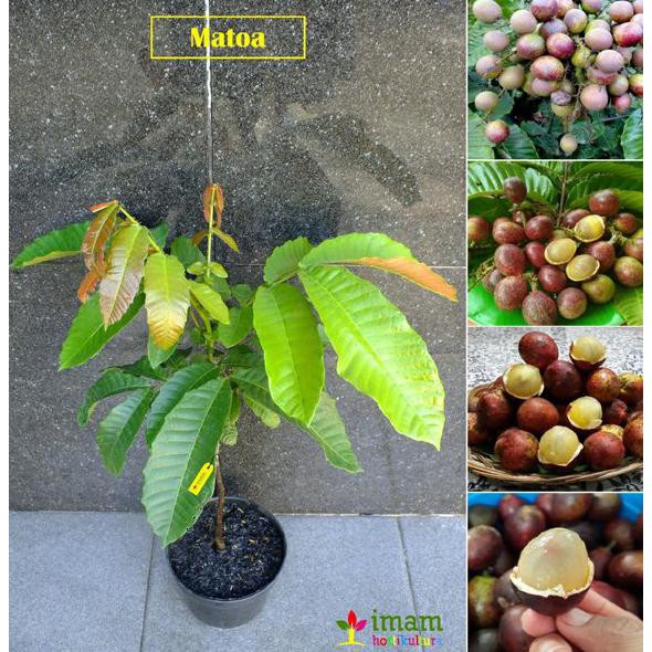 Bibit Tanaman Buah Matoa-Bibit Matoa Cangkok/Sambung