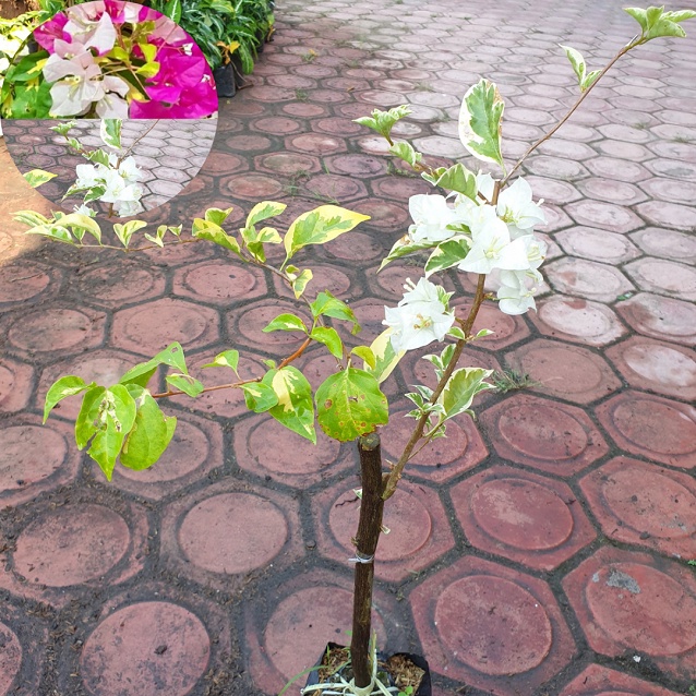 Bougenville 2 warna / Bugenvil Putih / Bugenvil Varigata/ Bunga Kertas