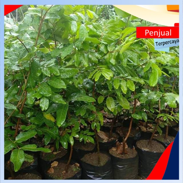 

/cod/ Bibit lengkeng puangray stek okulasi Ktn