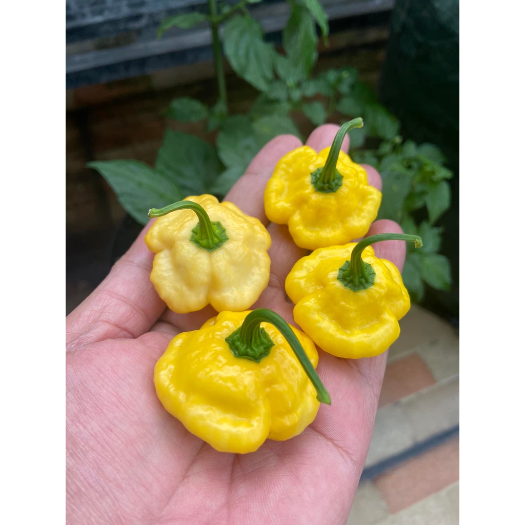 Benih Bibit Biji - Cabai Khang Starr Lemon Starrburst Cabe Pepper Seeds