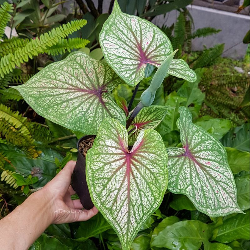 TANMAN HIAS CALADIUM SRIKANDI KELADI SRIKANDI