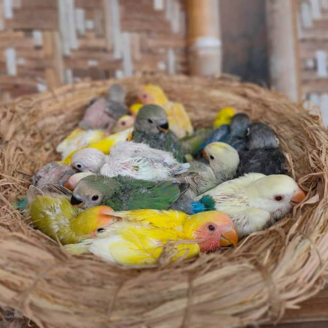 Jual Jual Burung Lovebird Batman Burung Lb Jinak Lolohan Ternakan Warna Mewah Di Lapak Mutiara Andriani Bukalapak