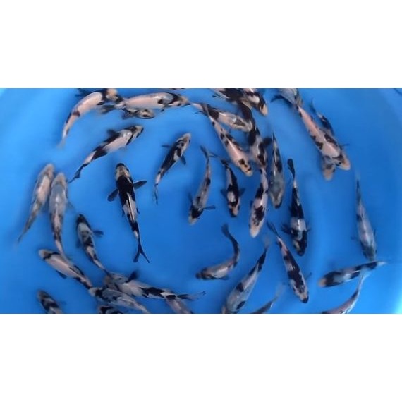 Ikan Koi Shiro Blitar 21-25cm (Pilih Acak)