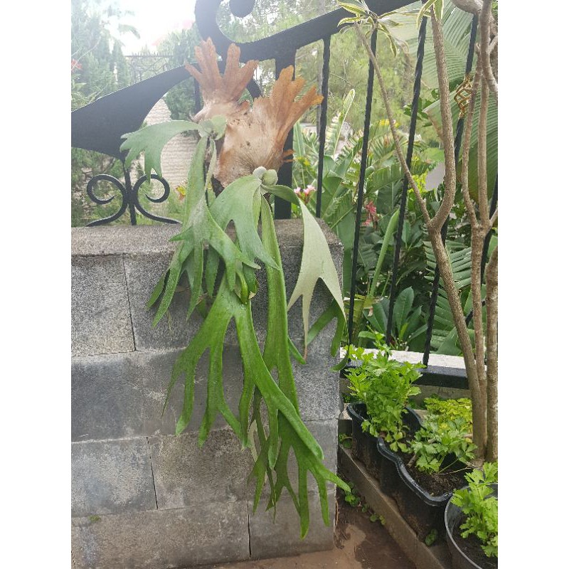 tanduk rusa/platycerium