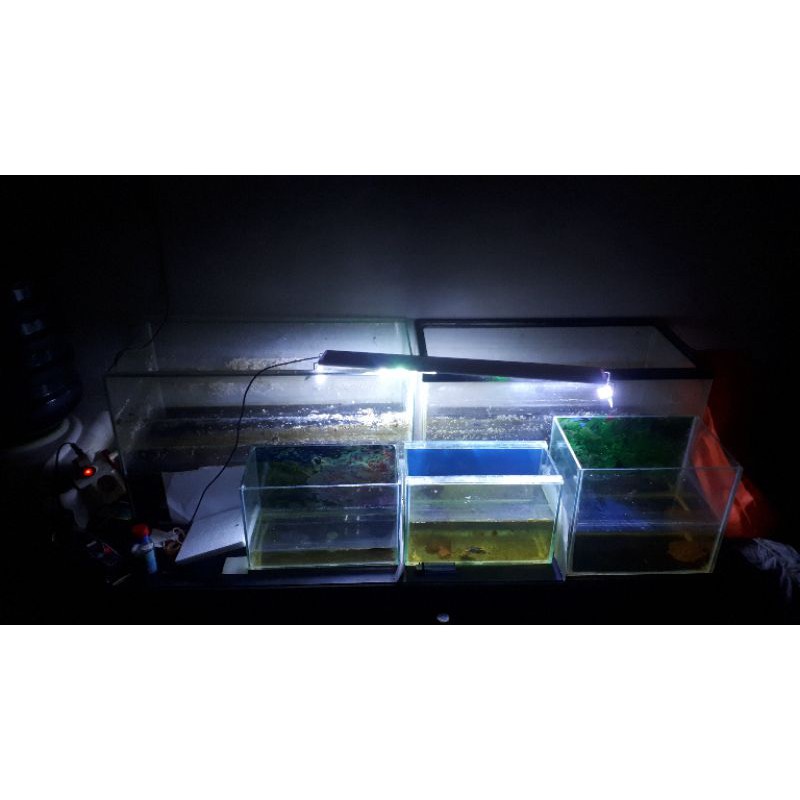 jual paket usaha cupang giant jagakarsa (nego ditempat)